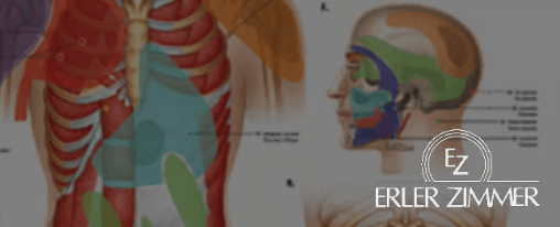 Detailgetreue anatomische Modelle und Lehrmittel von Erler-Zimmer f&uuml;r den Therapiebedarf