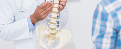 Wirbelsäulenmodell online kaufen im Kübler Sport Onlineshop Lebensgroßes Wirbelsäulenmodell für die anschauliche Patientenaufklärung im therapeutischen Unterricht