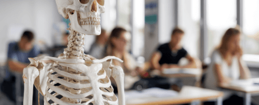 Skelett Anatomie Modell online kaufen im Kübler Sport Onlineshop Lebensgroßes Skelett Anatomie Modell für Therapiebedarf und Ausbildung in der Praxisumgebung