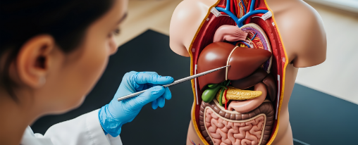 Ein Torso-Modell zur anatomischen Darstellung des menschlichen Oberk&ouml;rpers f&uuml;r Therapiebedarf