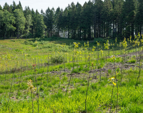 Neue Bäume Wald