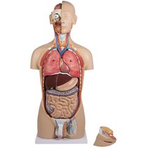 Erler-Zimmer Torso, 27-teilig