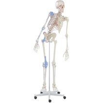 Erler-Zimmer Skelett Max, beweglich