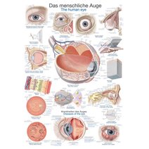 Lehrtafel - Das menschliche Auge