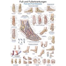 Lehrtafel - Fuß und Fußerkrankungen