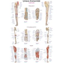 Lehrtafel - Untere Extremität