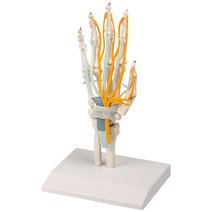 Erler-Zimmer Hand mit Sehnen, Nerven und Karpaltunnel