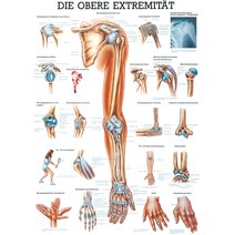 Lehrtafel - Obere Extremität