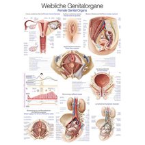 Lehrtafel - Weibliches Genital