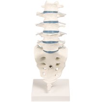 Erler-Zimmer Lendenwirbelsäule