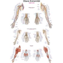 Lehrtafel - Obere Extremität