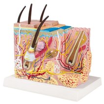 Erler-Zimmer Haut Blockmodell, Augmented Anatomy