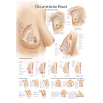 Lehrtafel - Die weibliche Brust