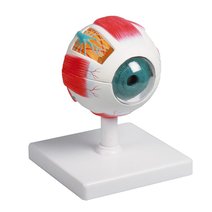 Erler-Zimmer Augenmodell, Augmented Anatomy