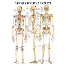 Lehrtafel, Poster - Das menschliche Skelett