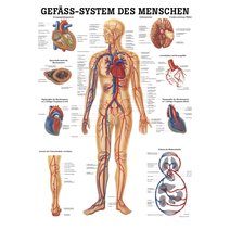 Lehrtafel, Poster - Das Gefäßsystem des Menschen
