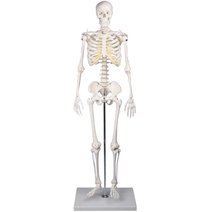 Erler-Zimmer Miniatur-Skelett Tom