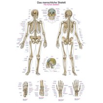 Lehrtafel - Das menschliche Skelett