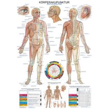 Lehrtafel - Körperakupunktur