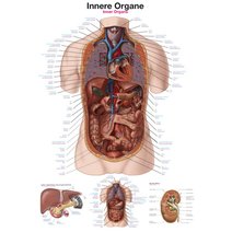 Lehrtafel - Innere Organe