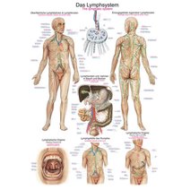 Lehrtafel - Das Lymphsystem