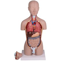 Erler-Zimmer Mini-Torso, 16-teilig