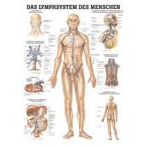 Lehrtafel, Poster - Das Lymphsystem des Menschen