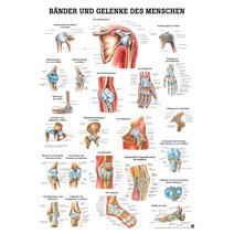 Lehrtafel - Bänder und Gelenke des Menschen