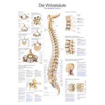 Lehrtafel - Die Wirbelsäule