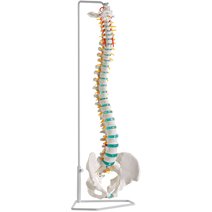 Erler-Zimmer Flexible Wirbelsäule