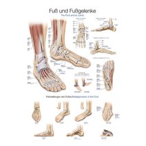 Lehrtafel - Fuß und Fußgelenke