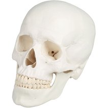 Erler-Zimmer Schädelmodell, Augmented Anatomy