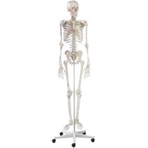 Erler-Zimmer Skelett Arnold, Muskelmarkierungen