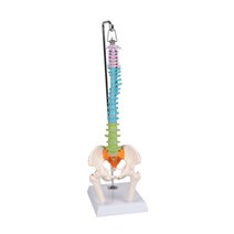 Erler-Zimmer Flexible Mini-Wirbelsäule, didaktisch