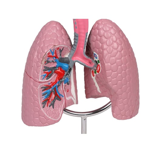 Erler-Zimmer Atemwegsmodell, Augmented Anatomy