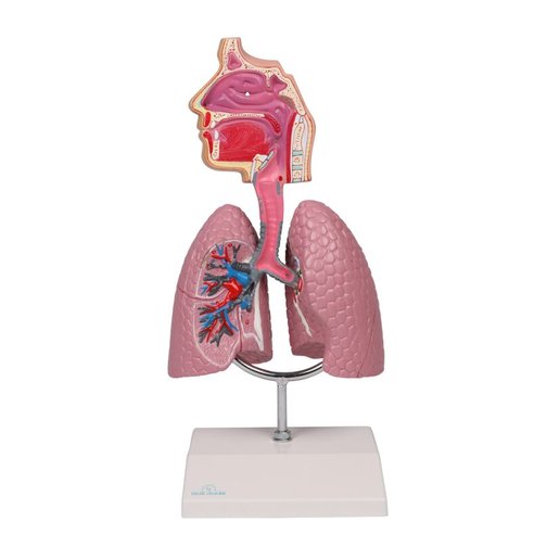 Erler-Zimmer Atemwegsmodell, Augmented Anatomy