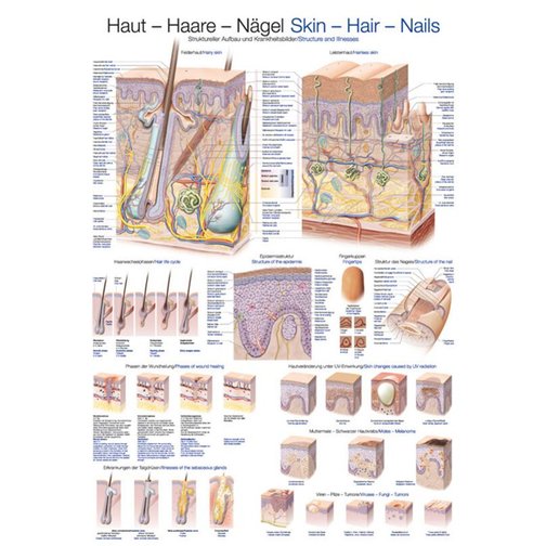 Lehrtafel - Haut-Haare-Nägel