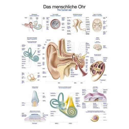 Lehrtafel - Das menschliche Ohr