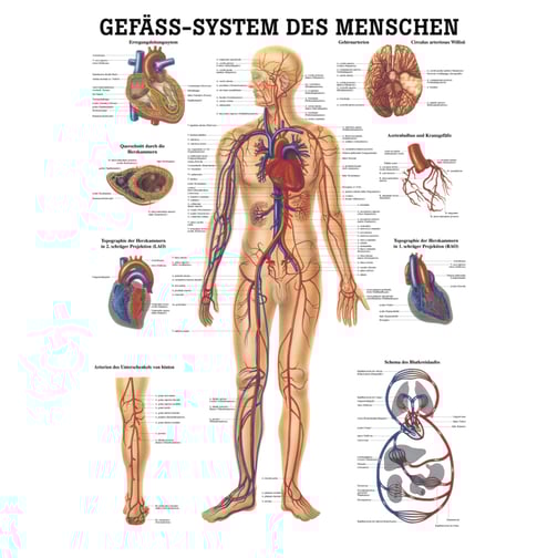 Lehrtafel, Poster - Das Gefäßsystem des Menschen