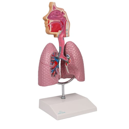 Erler-Zimmer Atemwegsmodell, Augmented Anatomy
