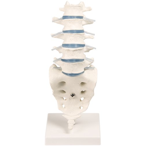 Erler-Zimmer Lendenwirbelsäule