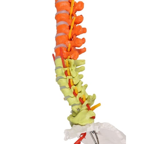 Erler-Zimmer Flexible Wirbelsäule