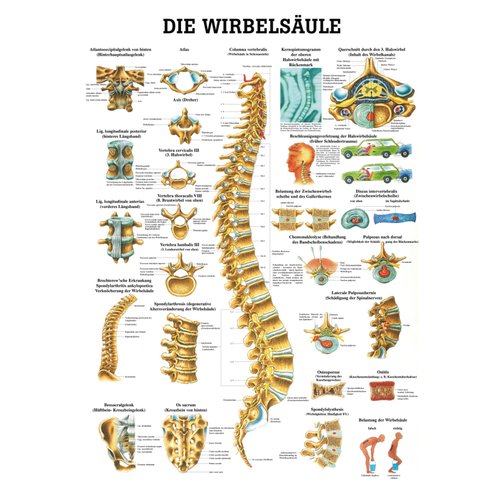Lehrtafel, Poster - Die Wirbelsäule