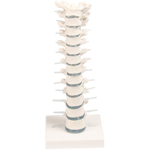 Erler-Zimmer Brustwirbelsäule