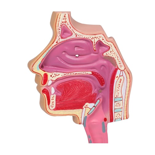 Erler-Zimmer Atemwegsmodell, Augmented Anatomy