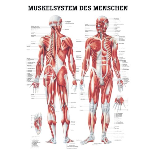 Lehrtafel, Poster - Muskelsystem des Menschen