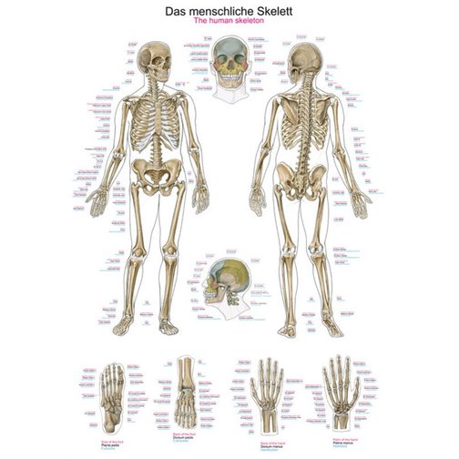 Lehrtafel - Das menschliche Skelett