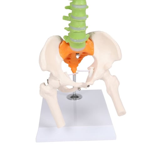 Erler-Zimmer Flexible Mini-Wirbelsäule