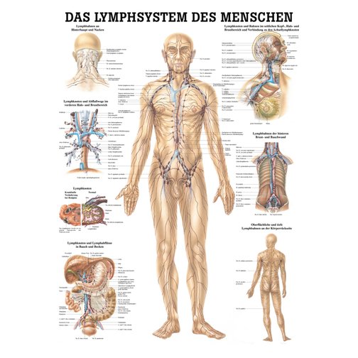 Lehrtafel, Poster - Das Lymphsystem des Menschen