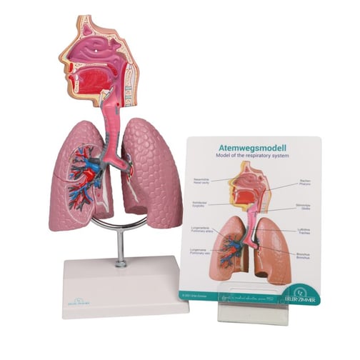 Erler-Zimmer Atemwegsmodell, Augmented Anatomy